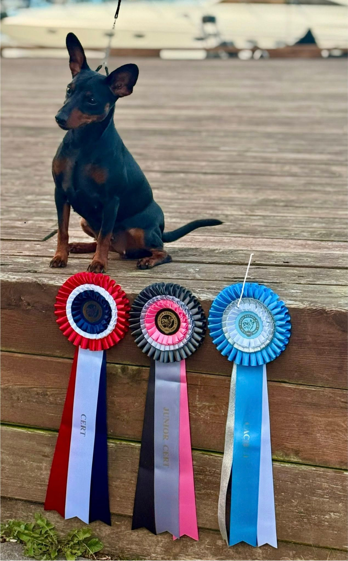 Nybakad Norsk Junior champion