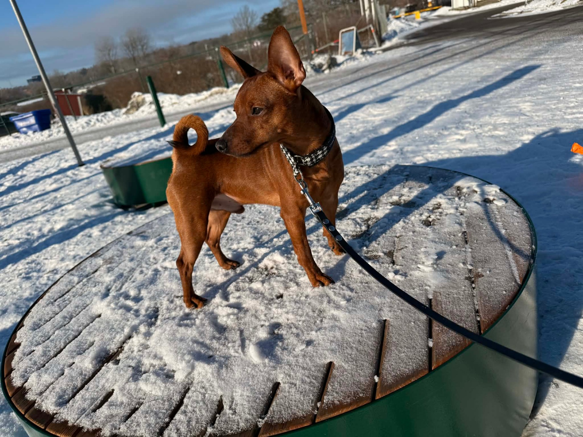 Nya tillskottet i Kennel Qurt aka stolle 