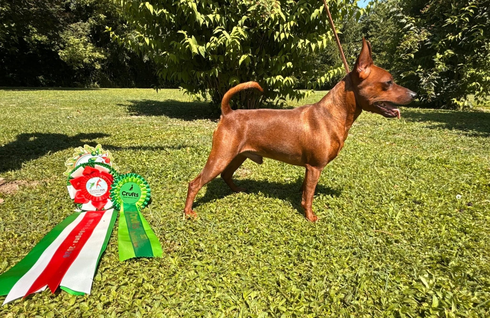 Ny Italiensk champion Katare´s Mystery Shot of Famous