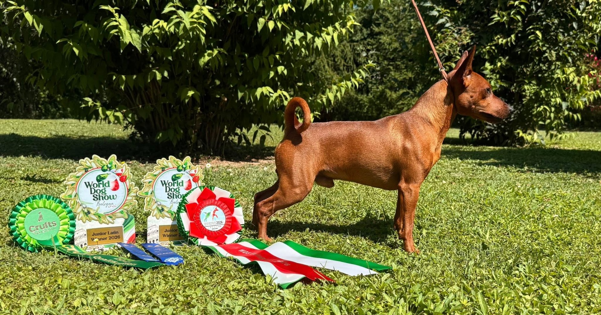 Enci Junior winner -26 Katare`s MysteryExclusive for me