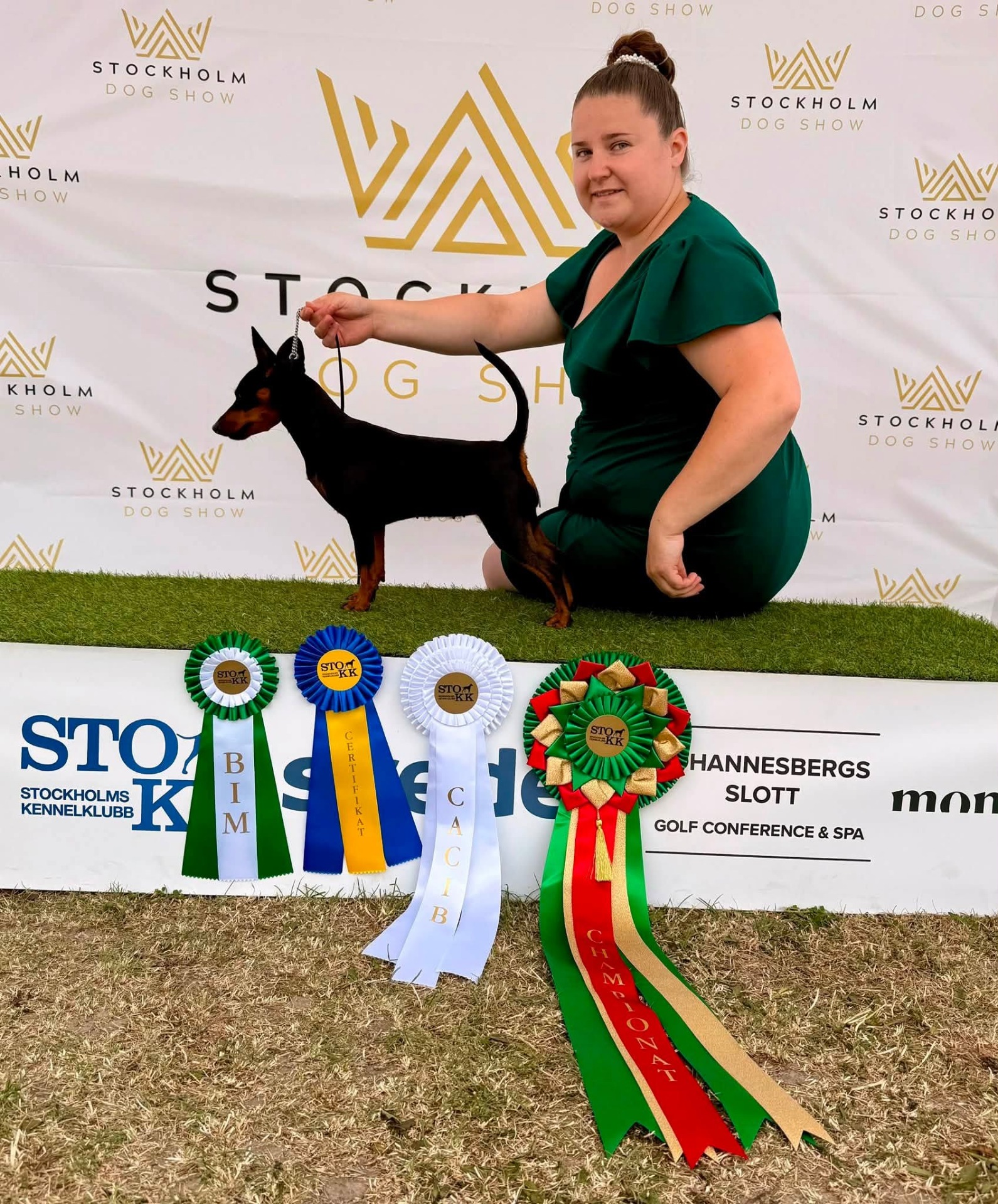 KM BELLUS BELLINI NY CHAMPION