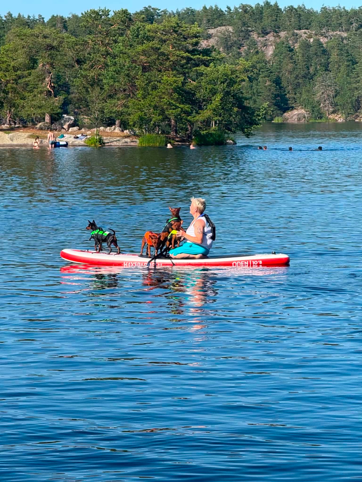 Kenneln har varit ute och paddlat SUP med hundarna